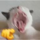 מדבקה