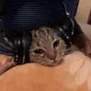 Pelekat
