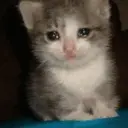 Pelekat