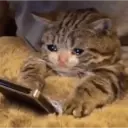 Pelekat