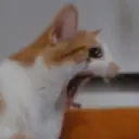 Pelekat