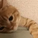 Pelekat