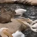 Стикер