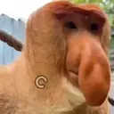 贴纸