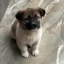 贴纸