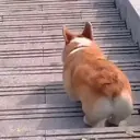 贴纸