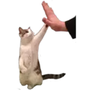 Çıkartma