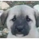 ملصق