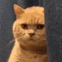 ステッカー