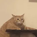 ステッカー