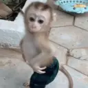 Figurinha