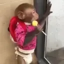 Figurinha