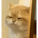 ਸਟਿਕਰ