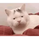 ਸਟਿਕਰ
