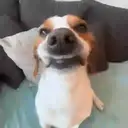 贴纸