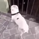 贴纸