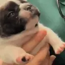 贴纸