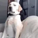 贴纸