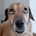 贴纸