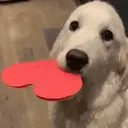 贴纸