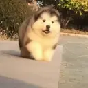 贴纸