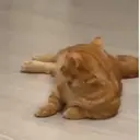 Կպչուն պիտակ