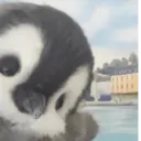 贴纸