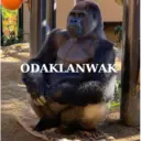 Samolepka