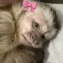 ملصق