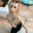 ملصق