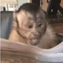 ملصق