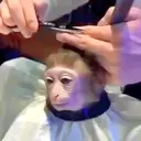 ملصق