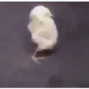 ਸਟਿਕਰ