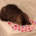 ملصق