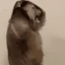 اسٹیکر