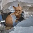 Figurinha