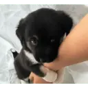 Կպչուն պիտակ