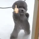 Límmiði