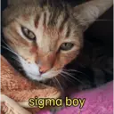 贴纸