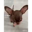 Figurinha