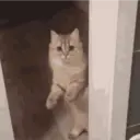 ملصق