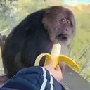 Çıkartma