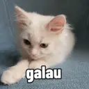 Figurinha