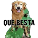 Figurinha