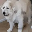 ملصق