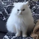 ملصق