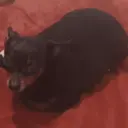 Figurinha
