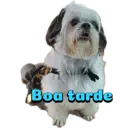 Figurinha