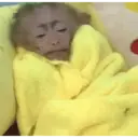 स्टिकर