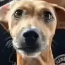 Çıkartma